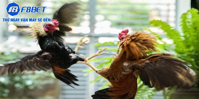 Đá gà cựa sắt cung cấp nhiều trận đấu trong ngày